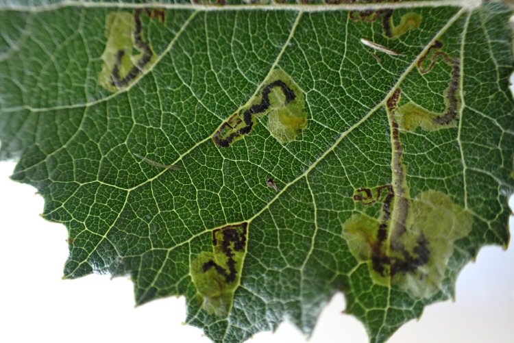 mines with larvae