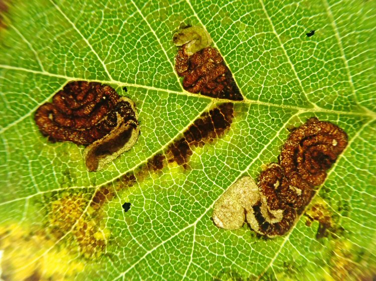 more than one mine may occur in a leaf