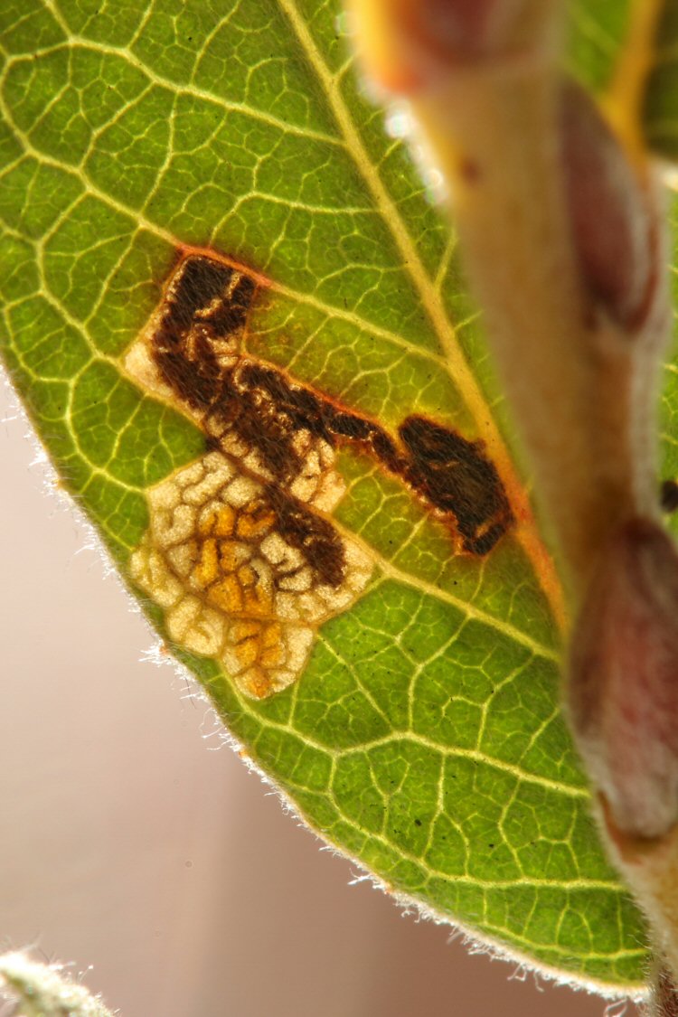 larva in mine
