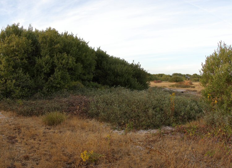habitat