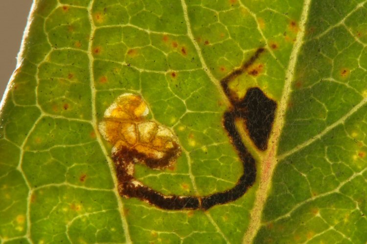 larva in mine