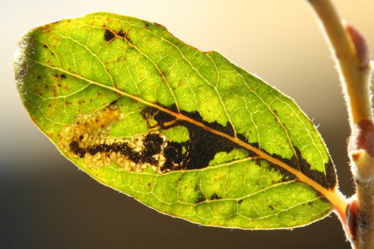 larva in mine