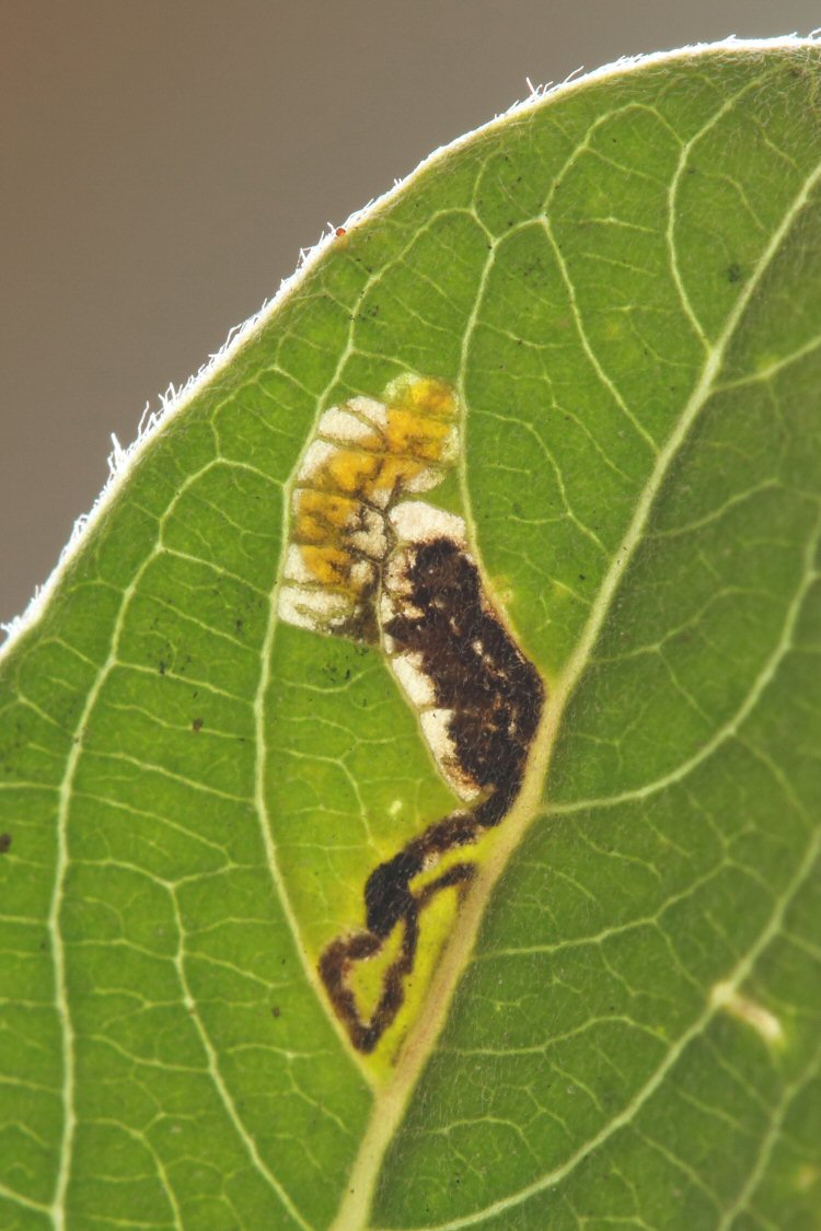 larva in mine
