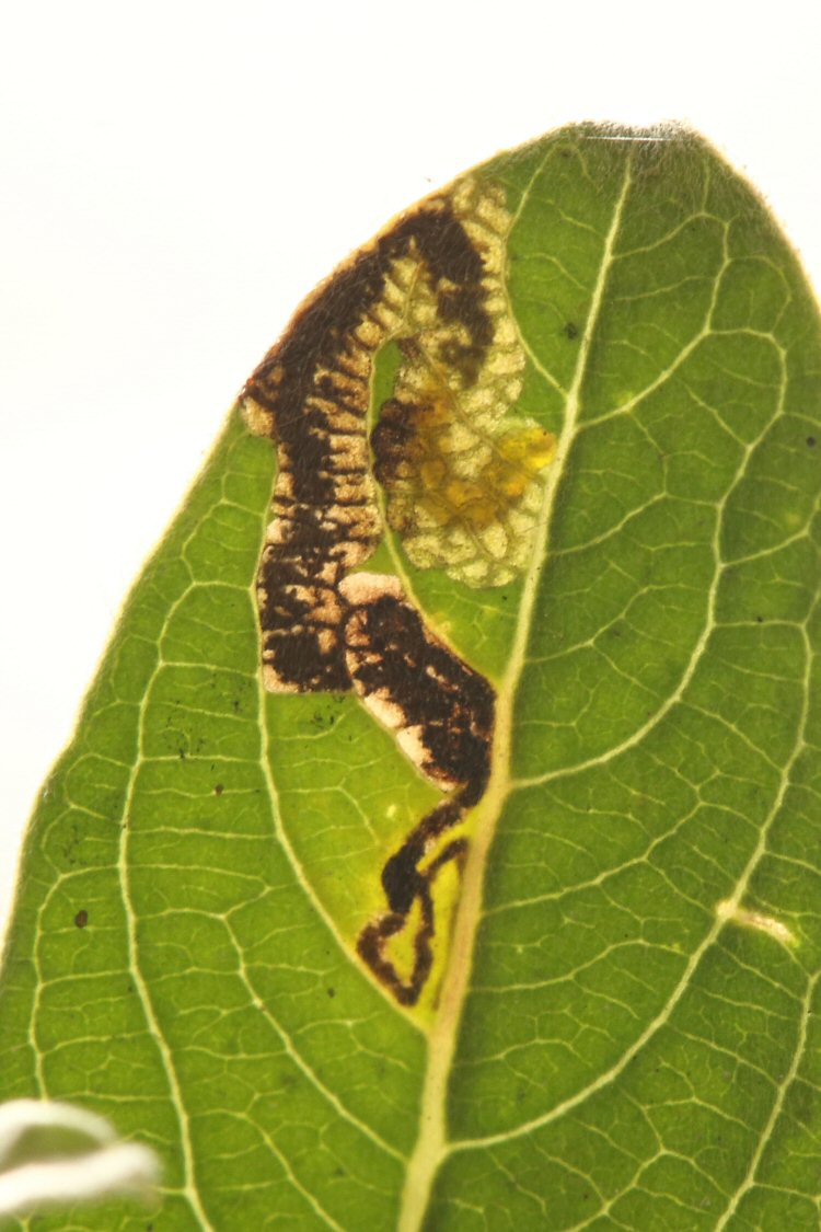 larva in mine