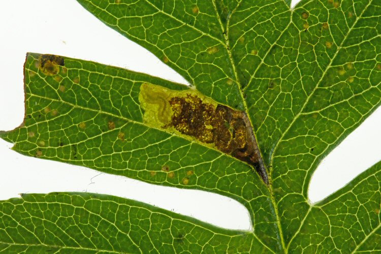 yellow larva
