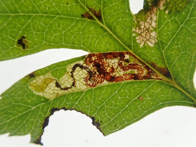 yellow larva