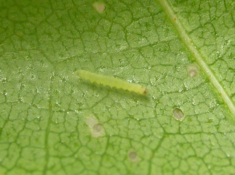 young larva