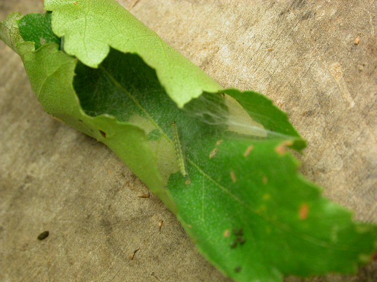 larva in web