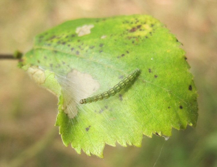 the larva spins a web
