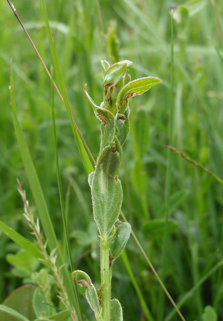 the larva feeds in spun leaves