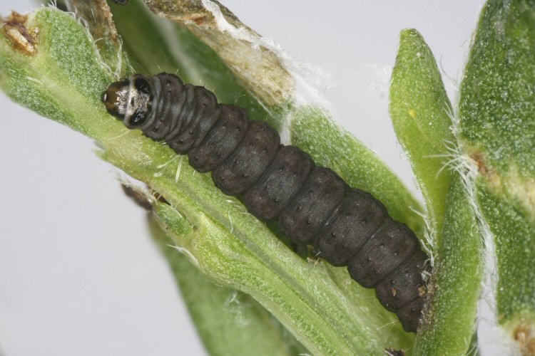 final instar ;arva