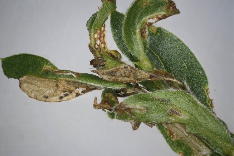 mined leaves