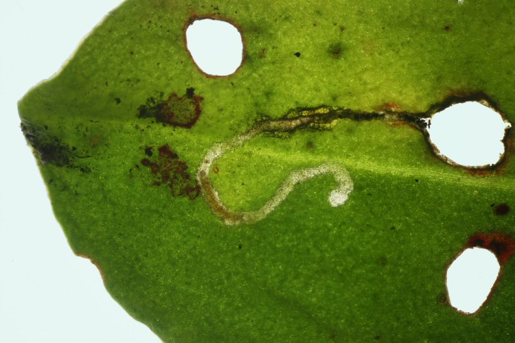 larva in mine