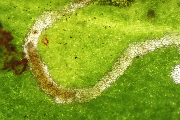 larva in mine