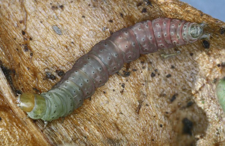 final instar larva
