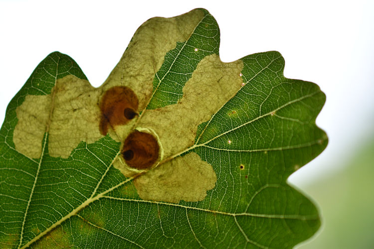 two mines in one leaf.