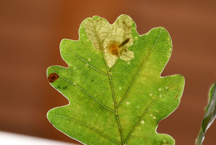 larva in mine