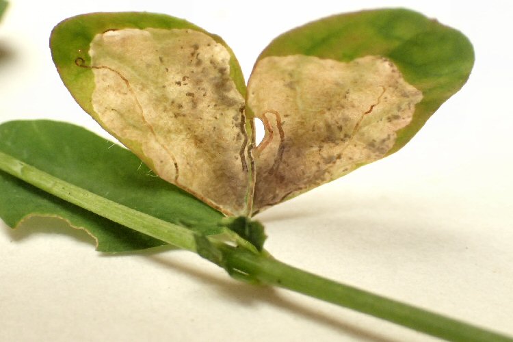mines from the base of leaf
