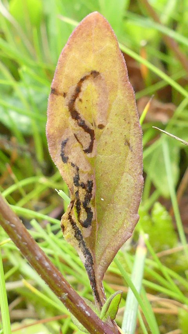 leaf stains purple