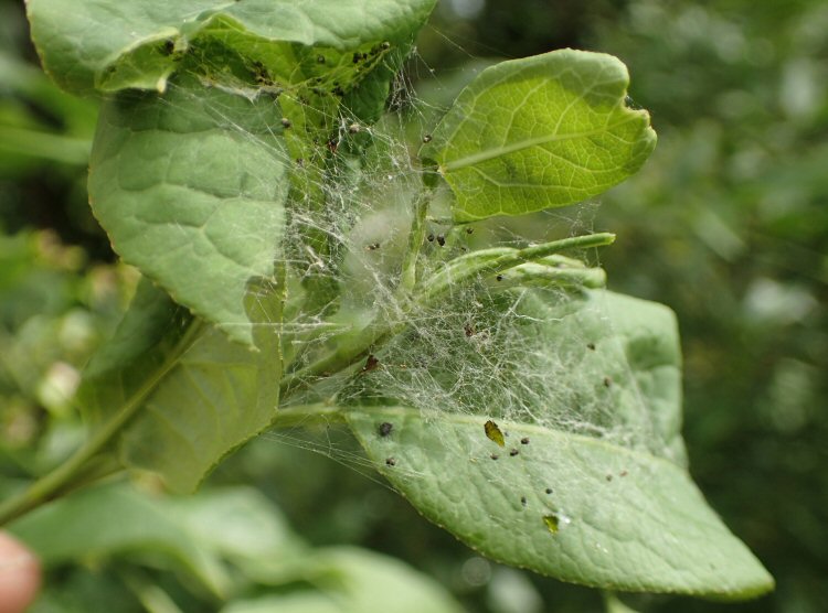 larval web