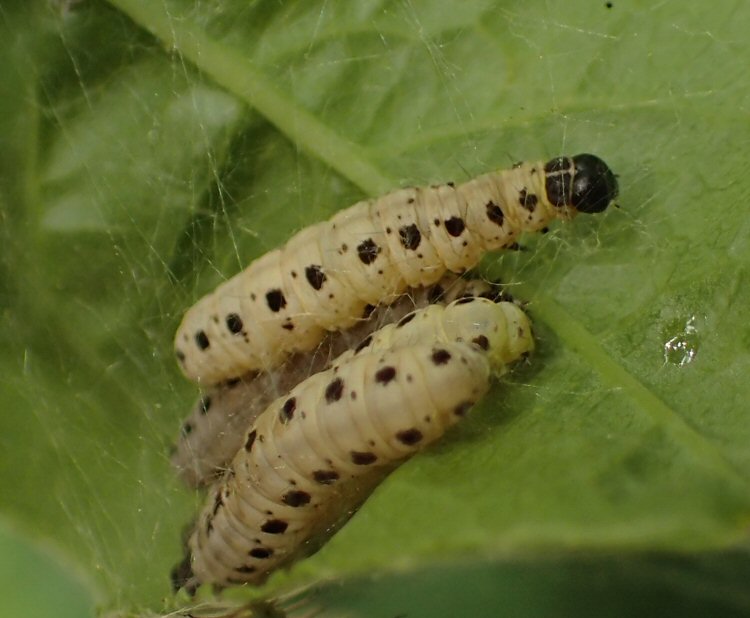 larvae