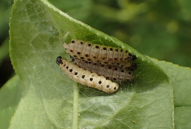 larvae