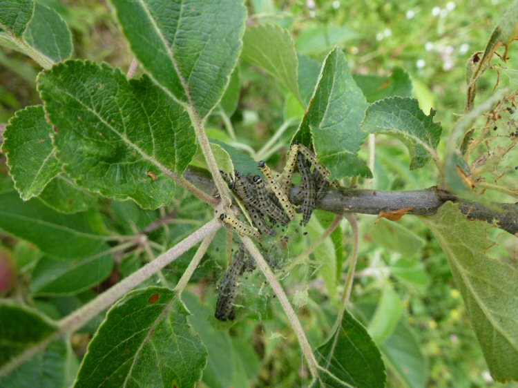 larvae in a web