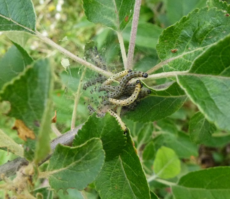 larvae in web
