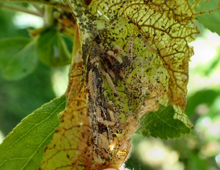 early feeding signs