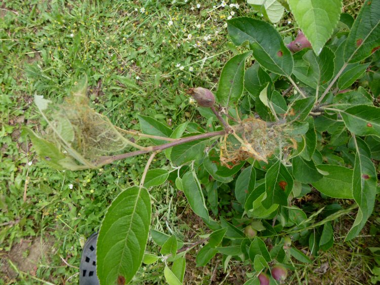 larval webs