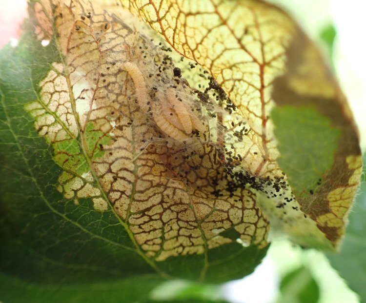 early feeding signs