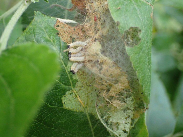 larvae in a web