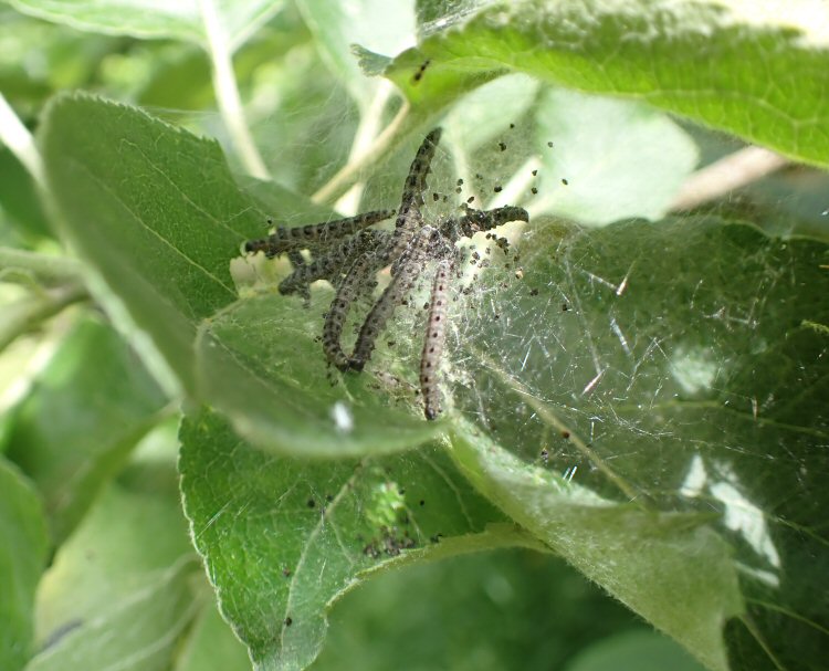 larvae in web