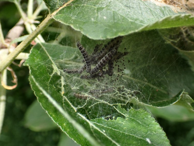 larvae in web