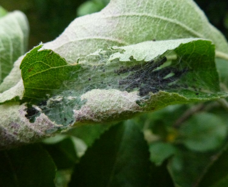 larvae in web
