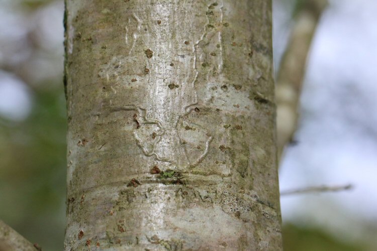 mines in bark