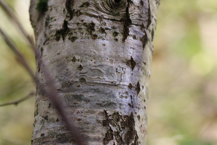 mines in bark