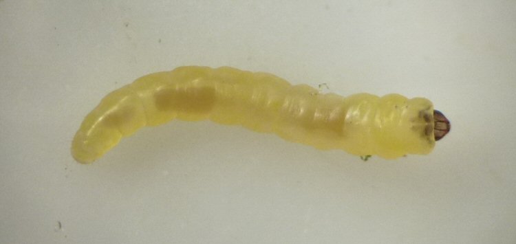 larva dorsal