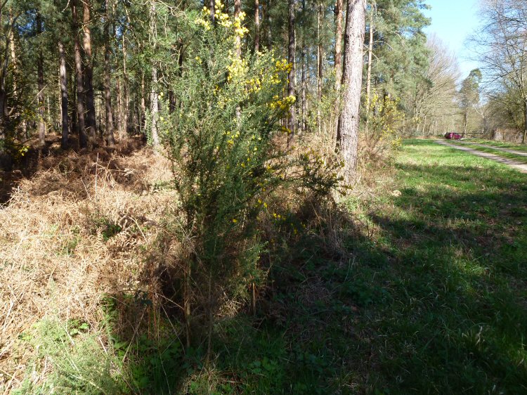 habitat