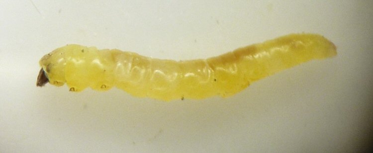 larva lateral