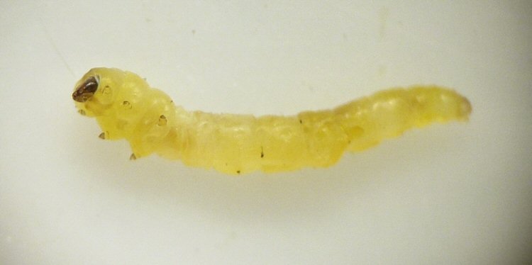 larva lateral-ventral